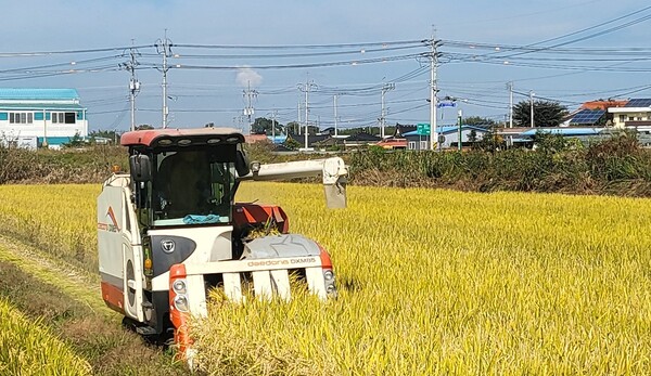                                        나주시 다시면 가흥리, 가루쌀 수확 모습